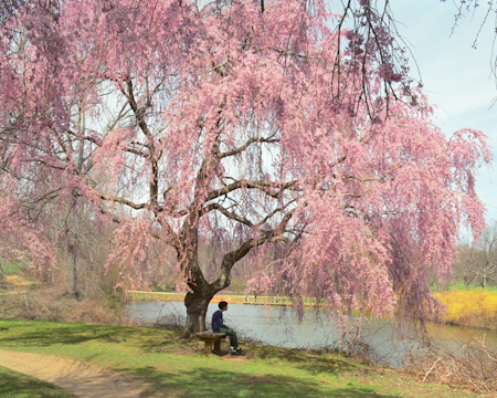 Spring Blossom, Holmdel Park.jpg